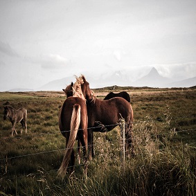 two horses hugging